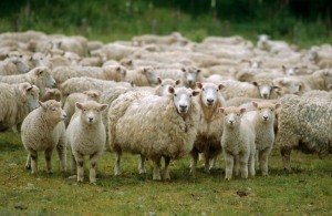 ca. 2004, New Zealand, Pacific --- Flock of sheep, New Zealand, Pacific --- Image by © Mula Eshet/Robert Harding World Imagery/Corbis